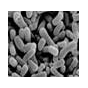 植物性乳酸菌